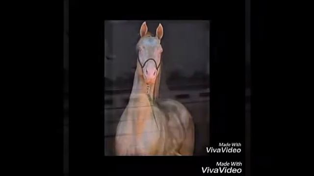 Ахалтекинские лощади смотреть онлайн