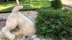 Кипарисовик горохоплодный Филифера Нана. Выращивание Кипарисовика.