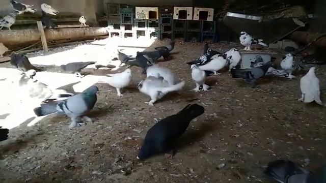 Бакинские широкохвостые голуби.15 октября 2021 г.89634202500 смотреть онлайн