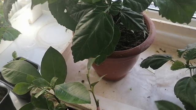 Спрашивали? Отвечаю! смотреть онлайн