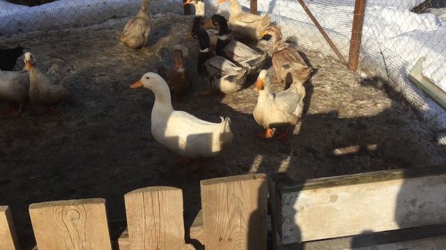 Мгновение из жизни животных | Moment from animal life смотреть онлайн