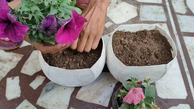 How To Grow Petunia Flower Plants. @gardeningforbeginners6947