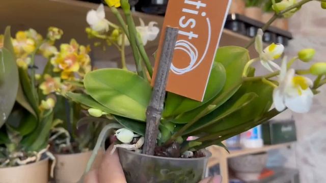 ? ОРХИДЕИ - СКИДКА 10% !!! ПРОДАЖА ОРХИДЕЙ 18.08.22 Редкие Эксклюзивные сорта. Купить орхидею. смотреть онлайн