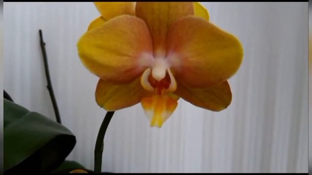 Орхидеи Полька Дотс,Лас Вегас????! смотреть онлайн