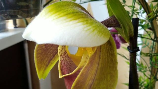 Пафиопедилум. (Paphiopedilum american hybrid) смотреть онлайн
