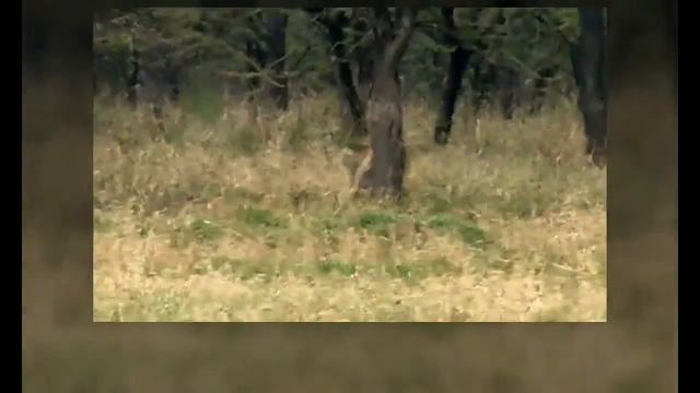 Охота диких животных смотреть онлайн