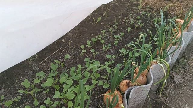 Своя зелень в феврале в неотапливаемой теплице под пленкой "Светлица" смотреть онлайн