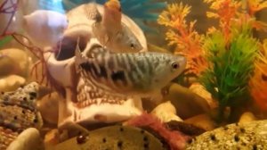 ЧЕМ КОРМИТЬ ГУРАМИ  РАЗНОВИДНОСТИ