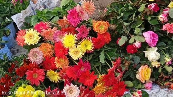Pink Tagar Plant Primrose Plant Ardisia Crenata Aster Salvia Verbena Pansy Plants | Talahaat