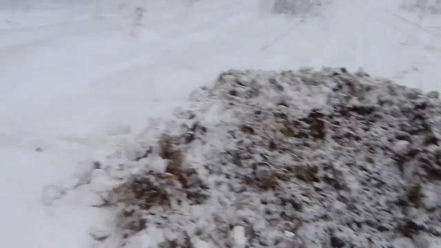 Работа кабанов. Лосиный Остров. смотреть онлайн