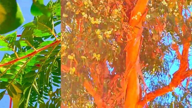 ЦВЕСТИ ???НЕ ПОМЕШАЕТ смотреть онлайн