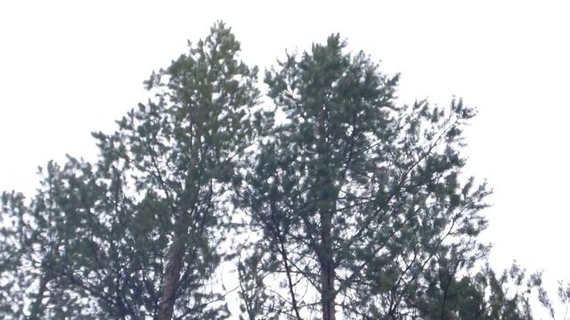 Кадр охоты с Карело финской лайкой 2020. Часть 2. смотреть онлайн