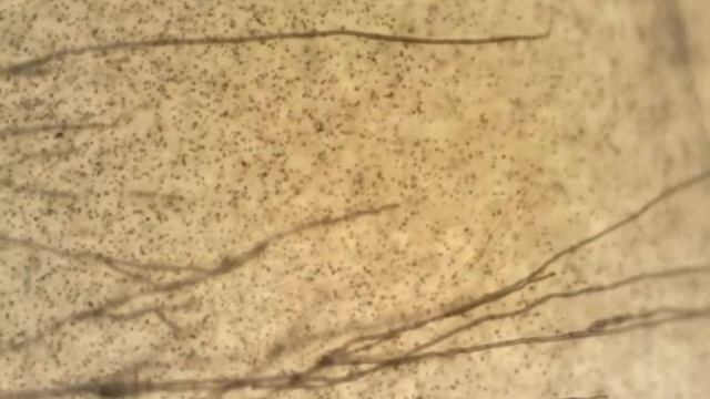 Serpula lacrymans growth смотреть онлайн