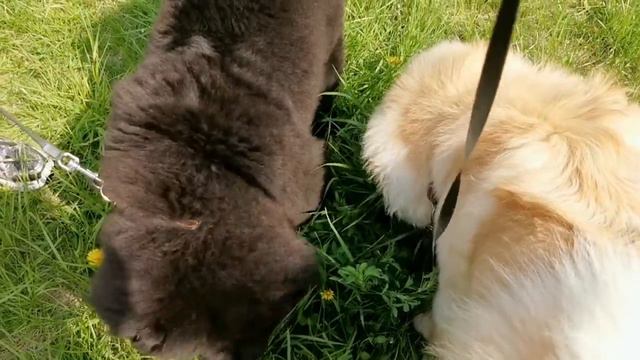 Чау-Чау и Большая черепаха смотреть онлайн