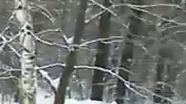 Белая березка стих (отрывок, начало) смотреть онлайн