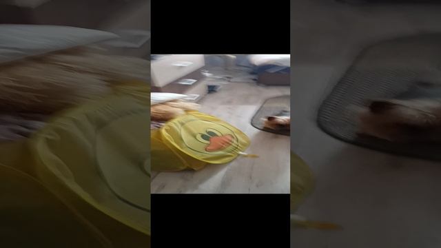 жисяяяяя смотреть онлайн