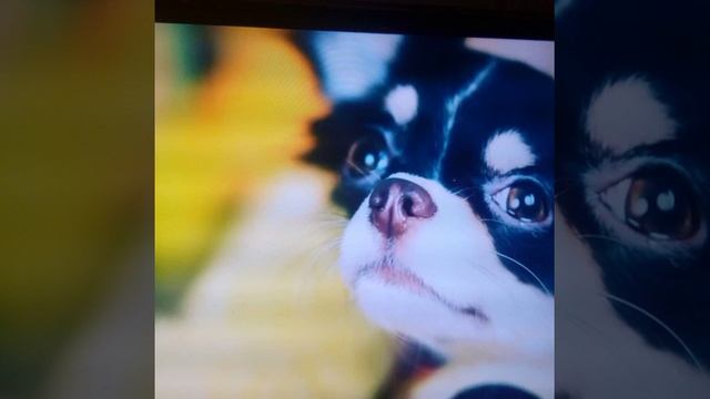 Юми собака Ани мэджик