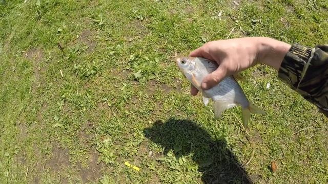 Сестрорецкий разлив, рыбалка с Юльчиком,весенний подлещик 2018 май смотреть онлайн