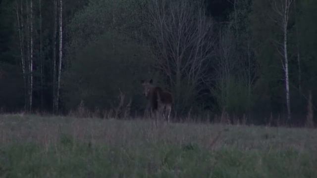 Лось предупреждает смотреть онлайн