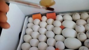 Инкубация утиных, гусиных яиц, остужаю инкубационное яйцо в инкубаторе