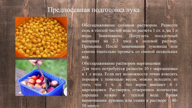 Лук- севок «Стурон» - сибирский Чиполлино. смотреть онлайн