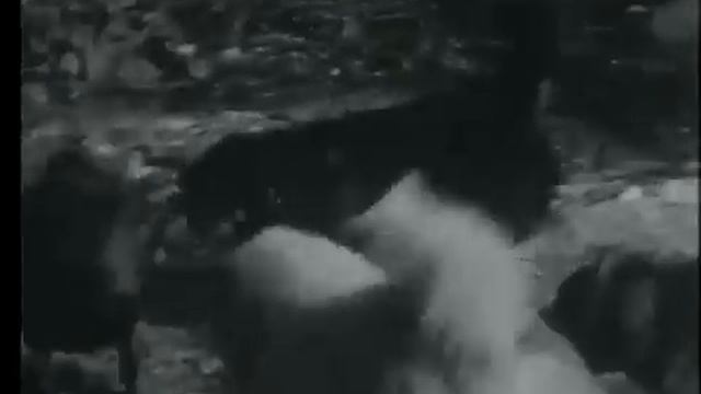 DOG vs WOLF смотреть онлайн