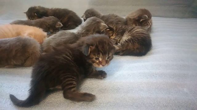Котята мейн-куна. 12 день жизни. смотреть онлайн