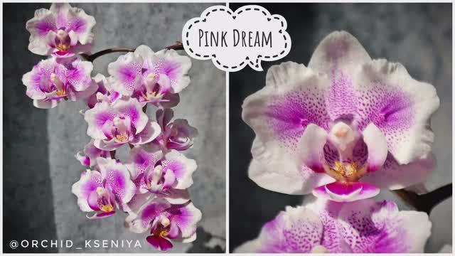 Phal. Pink Dream butterfly🌸 Домашнее цветение нежной мультифлорной орхидеи бабочки Пинк Дрим | Обзо смотреть онлайн