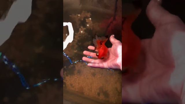Telescope goldfish смотреть онлайн