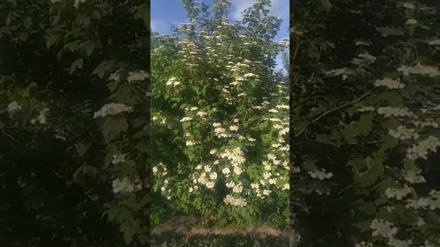 Доки в нас цвіте калина й сонце в небі світить... смотреть онлайн