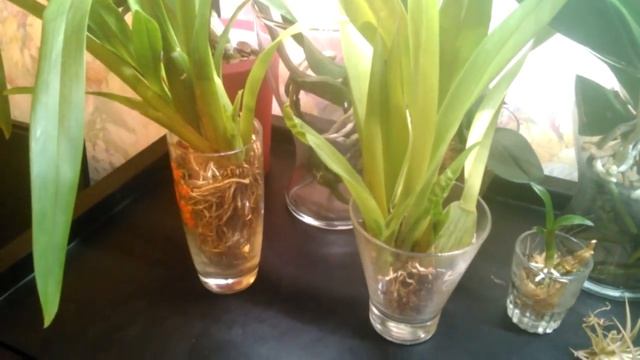 Открытая система(содержание в воде с просушкой) Камбрия и мильтониопсис. смотреть онлайн