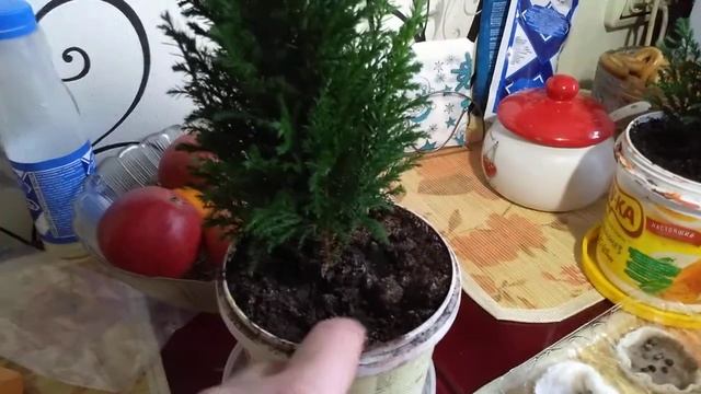 Посев семян пиона,перца,баклажан,эдельвейса,гортензии. #семенацветов, #посев, #гортензияпосев. смотреть онлайн