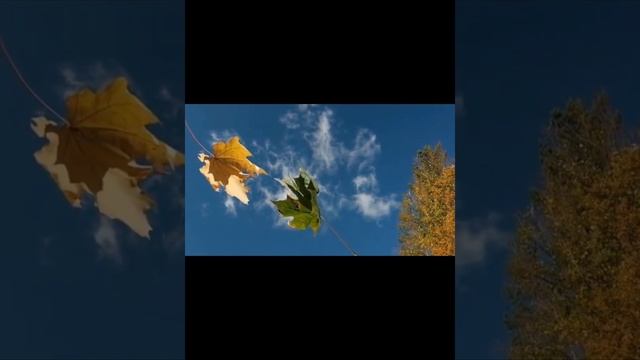 ШАЛУНЬЯ ОСЕНЬ??? смотреть онлайн