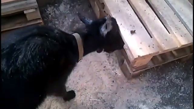 Каширское Подворье / Королевские Хоромы или Летний Выгул для Коз / смотреть онлайн