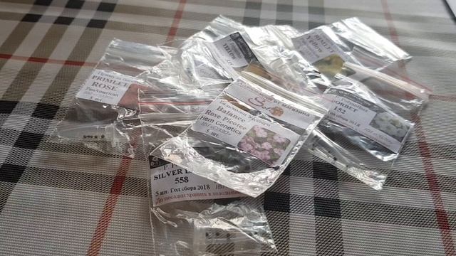 Примула смотреть онлайн