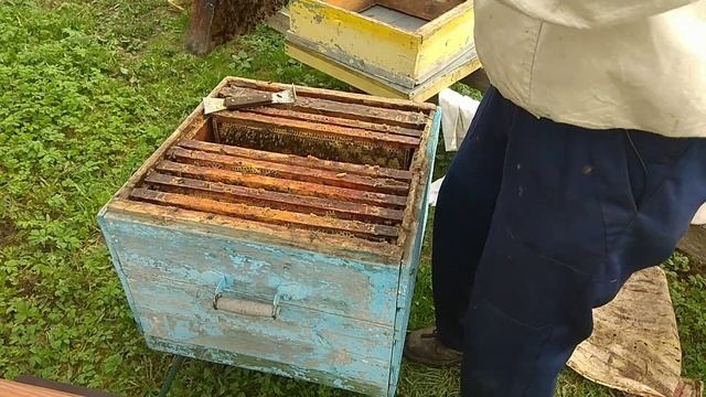 Перевод пчелосемьи из улья дадан в малоформатный улей. смотреть онлайн