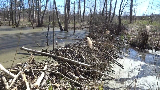 Бобровая плотина. смотреть онлайн