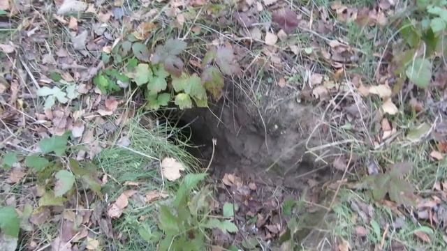 Лайма и Тайна ушли в нору смотреть онлайн