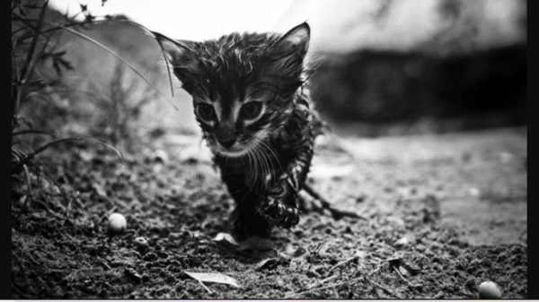 Sawanohiroyuki - Avid