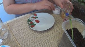 КАК ПРОРАСТИТЬ КУКУРУЗУ! Выращивание через рассаду.