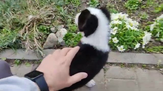 САО Алабай начало #1 смотреть онлайн