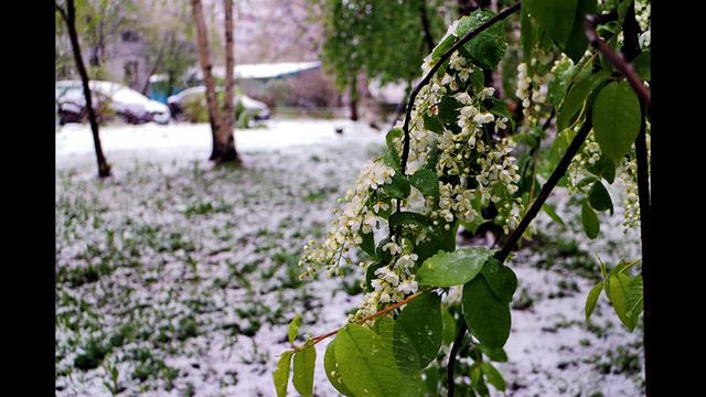 Алина Плынская "Пингвинам тоже снятся сны" смотреть онлайн