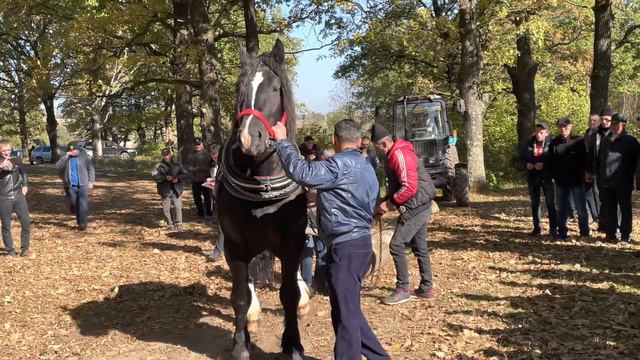 Кінні Змагання с.Уличне, Львівщина, коні Ваговози, Проба в Одноконці🔥🔥🔥🐴🐴🐴 смотреть онлайн