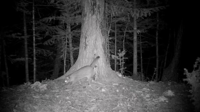 🥱😴Ночь опустилась на "Землю леопарда", время ложиться спать смотреть онлайн