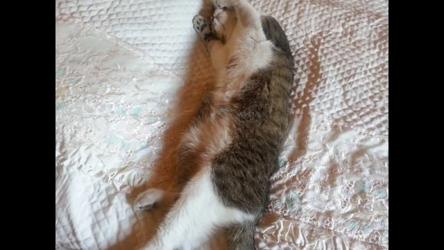 Кот Марк! смотреть онлайн