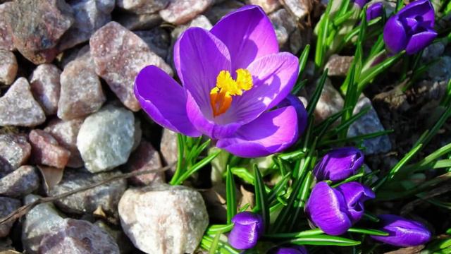 П.Дынов Песня "Пробуждение" смотреть онлайн