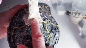 Мастер-класс. ТРЕЩИНЫ НА  гипсовом СТВОЛЕ бонсая. ПРИЧИНЫ. Способы устранения.