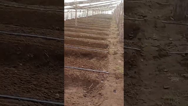 ПОМИДОРЫ перед посадкой смотреть онлайн