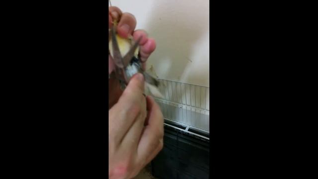 How to prepare Gloster corona for breeding season смотреть онлайн