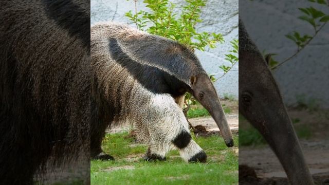 Муравьед. Интересные факты. смотреть онлайн